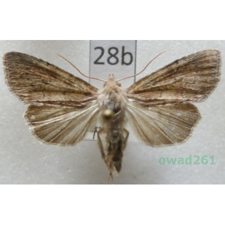 Parastichtis suspecta (Hübner, 1817) Czech28b